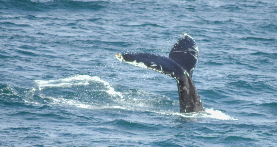 Whale watching trip from pier at Akureyri. 3 hour round trip and spotted 5 humpback whales. At least 3 different companies offer these trips, about £64 GBP per adult. Wrap up warm as wind chill in August still biting. Picture taken with Nikon D5100 and Tameron 300 mm zoom lens on manual focus, auto flash off setting,
 shot in RAW.
