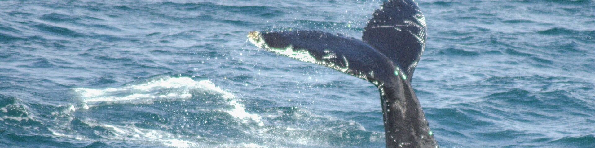 Whale watching trip from pier at Akureyri. 3 hour round trip and spotted 5 humpback whales. At least 3 different companies offer these trips, about £64 GBP per adult. Wrap up warm as wind chill in August still biting. Picture taken with Nikon D5100 and Tameron 300 mm zoom lens on manual focus, auto flash off setting,
 shot in RAW.