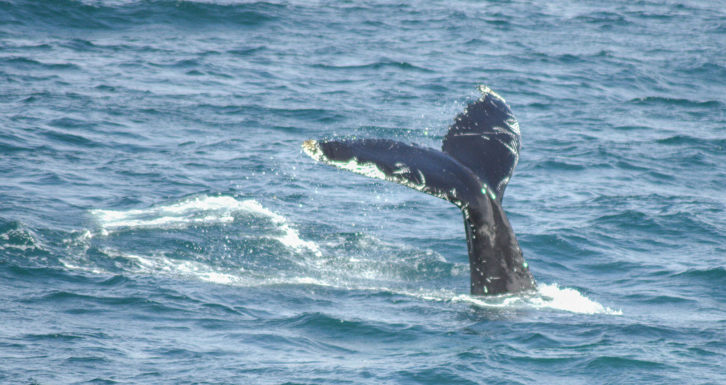 A whale's tail breaching the ocean surface.