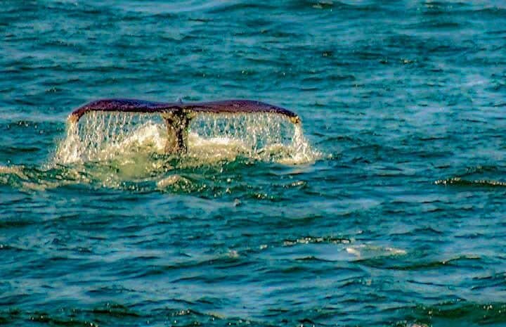 Fluke of diving Humpback whale viewed from Elding Whale Watching boat tour.