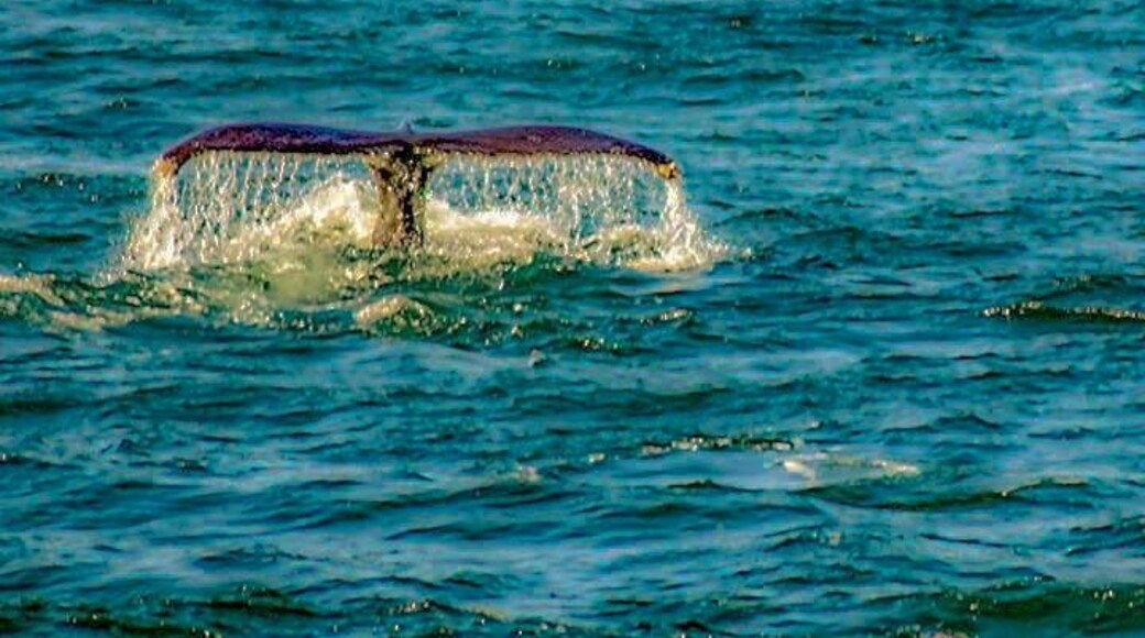 Fluke of diving Humpback whale viewed from Elding Whale Watching boat tour.