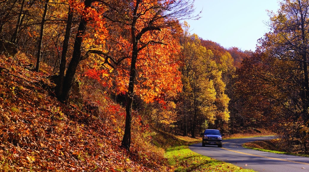 Roanoke featuring fall colors and forest scenes