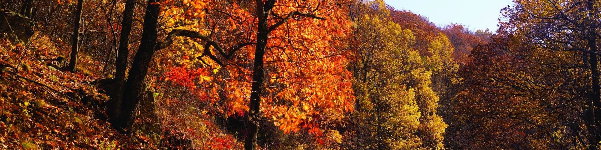 Roanoke featuring fall colors and forest scenes