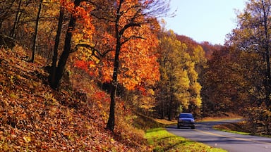 Roanoke featuring fall colors and forest scenes