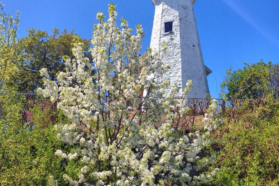 Um farol branco com topo preto, rodeado por flores brancas e folhagem verde.