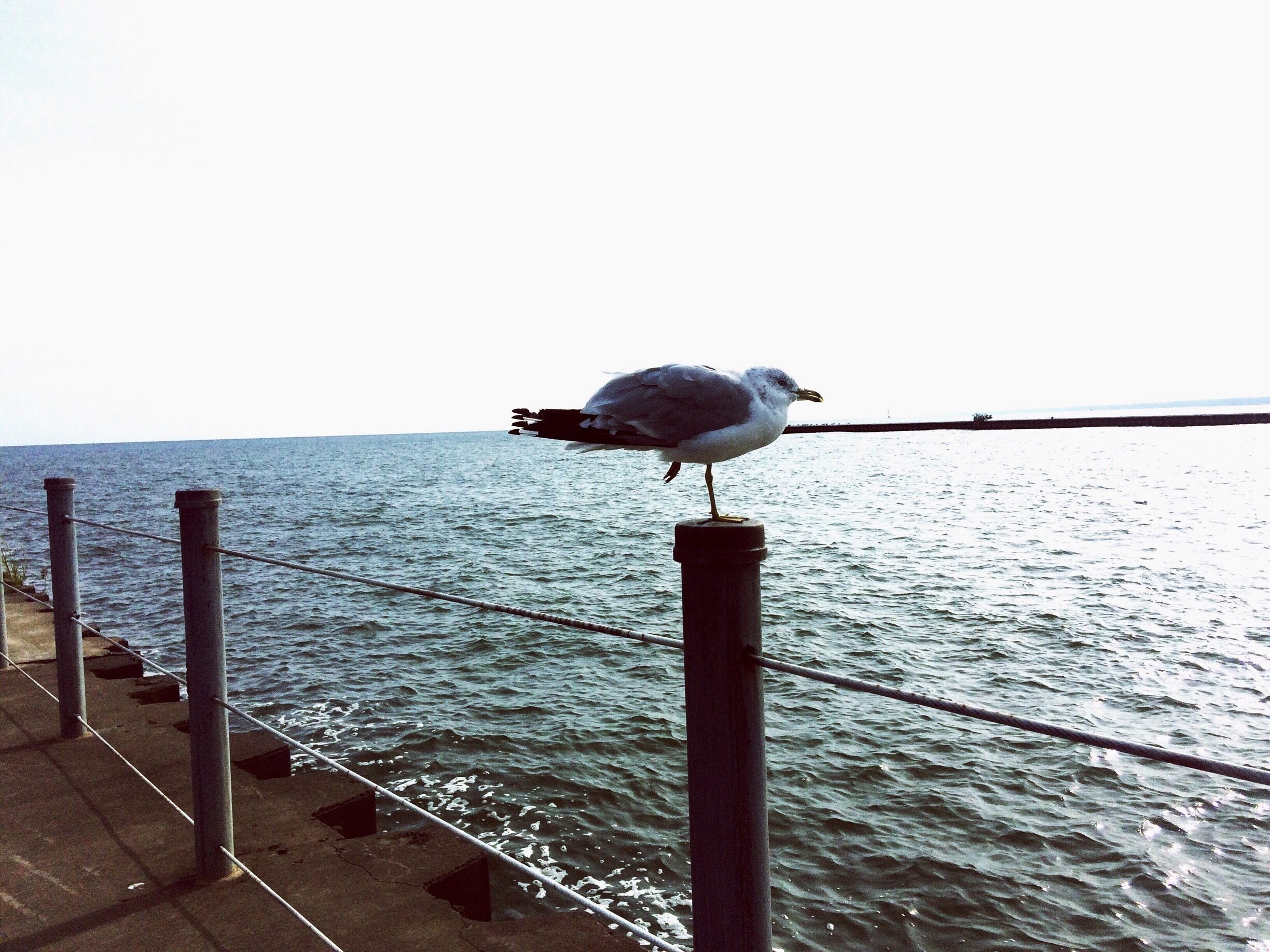 Lots of birdies at this pretty place :) 