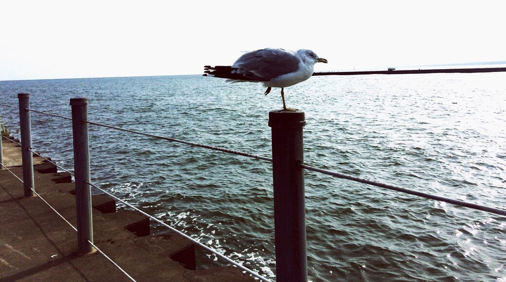 Lots of birdies at this pretty place :)