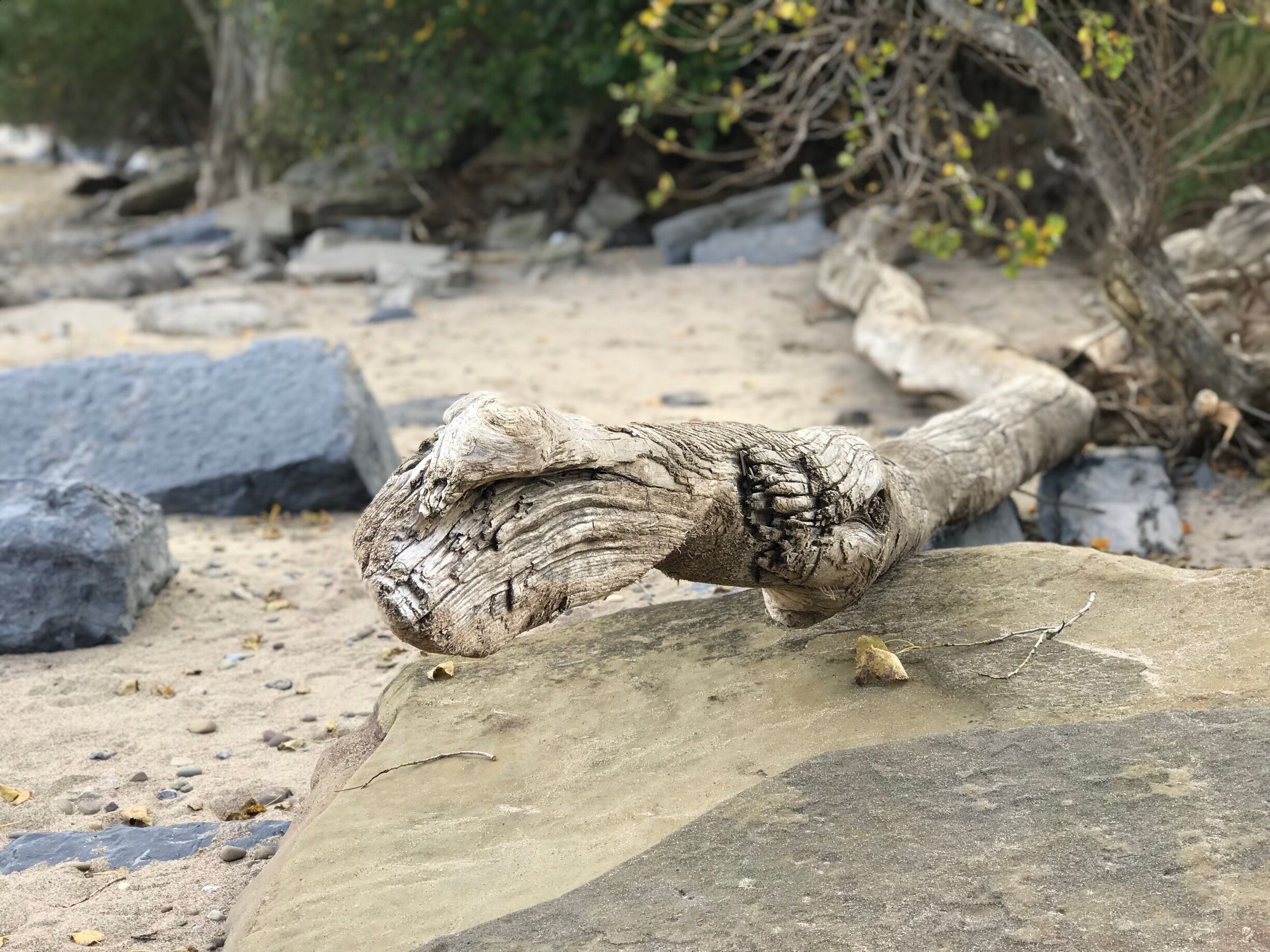 Driftwood from Lake Ontario.