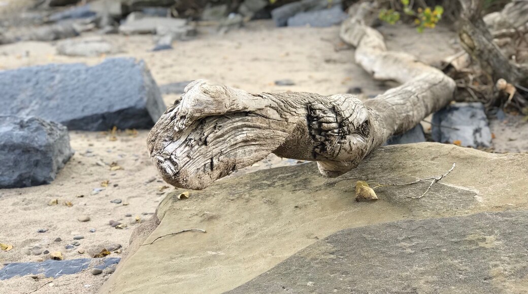 Driftwood from Lake Ontario.