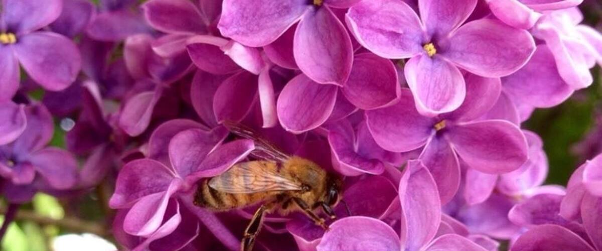 I'm not the only one who loves the lilacs.