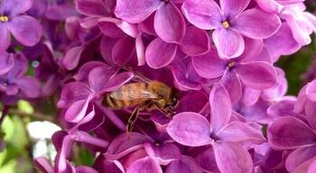 I'm not the only one who loves the lilacs.