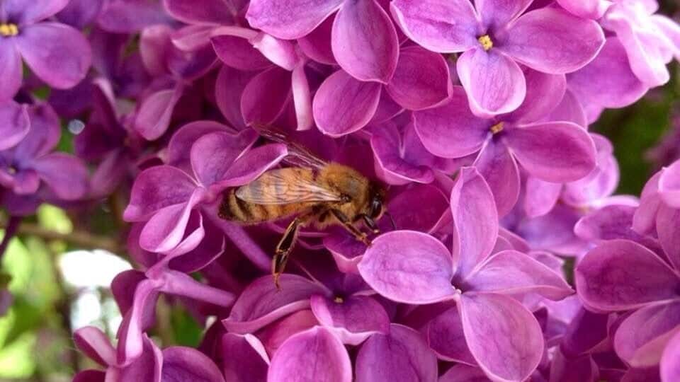 I'm not the only one who loves the lilacs.