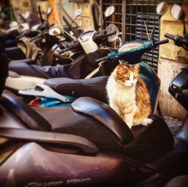 Found this "cool cat" sitting on a scooter in Piazza di Sant' Ignazio today
#bestof5