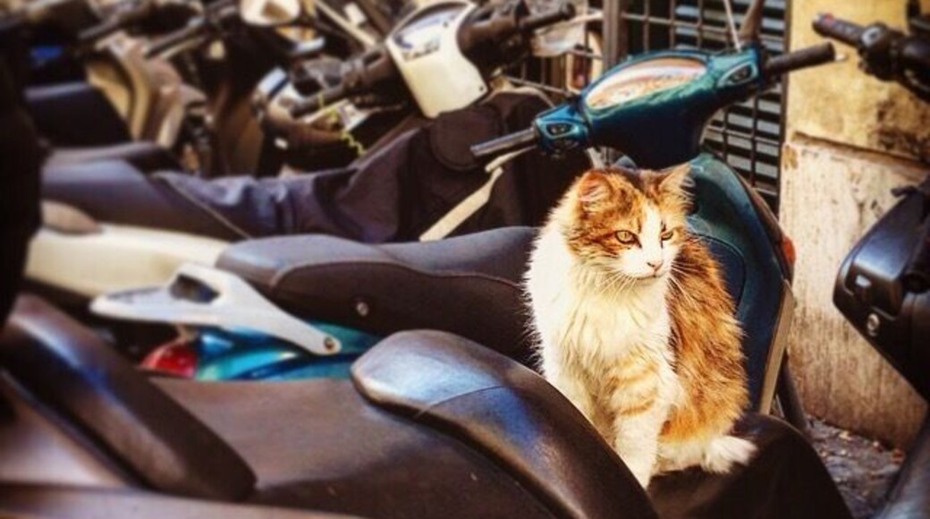 Found this "cool cat" sitting on a scooter in Piazza di Sant' Ignazio today
#bestof5