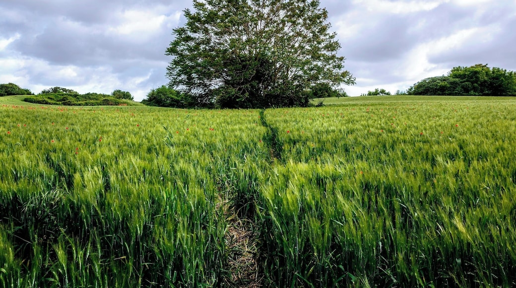 A rainy sky above the Appia Antica Park in the center of Rome.