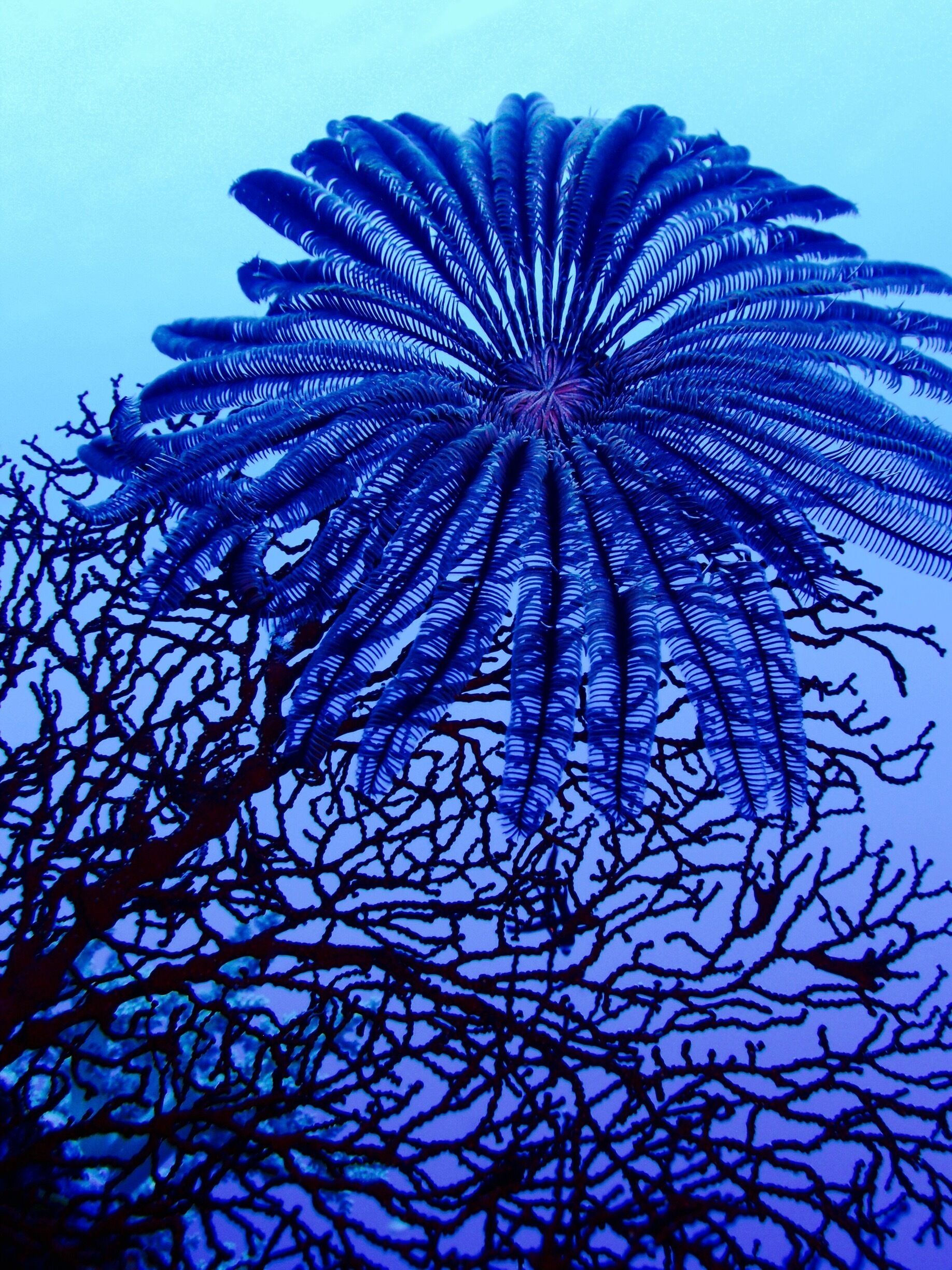 Feather Star on coral. Diving in Palau. #Blue
