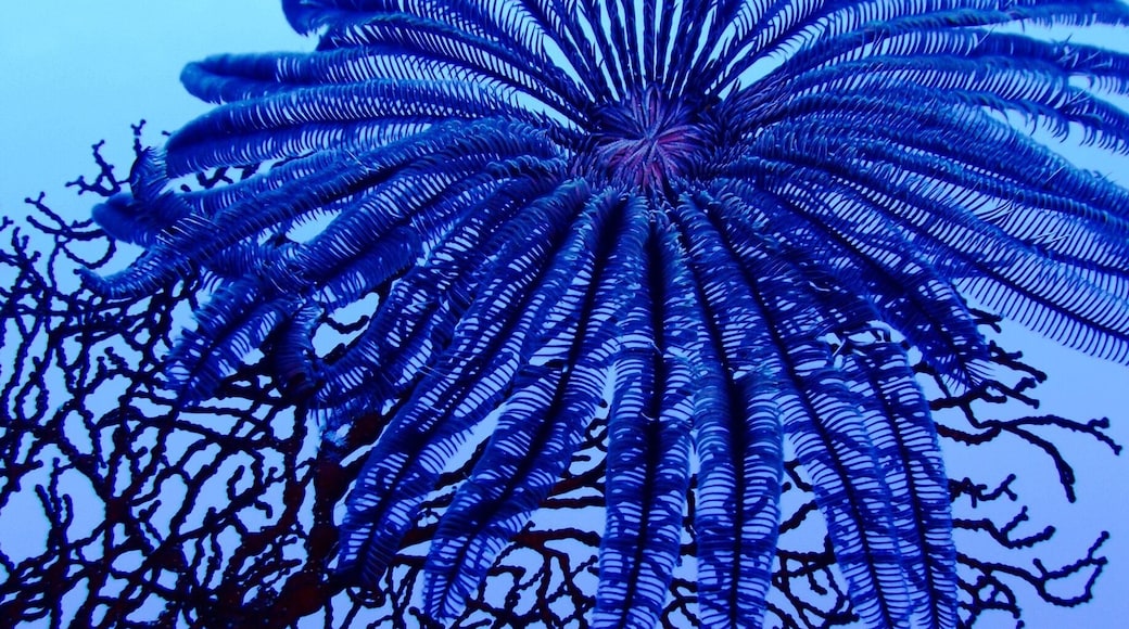 Feather Star on coral. Diving in Palau. #Blue