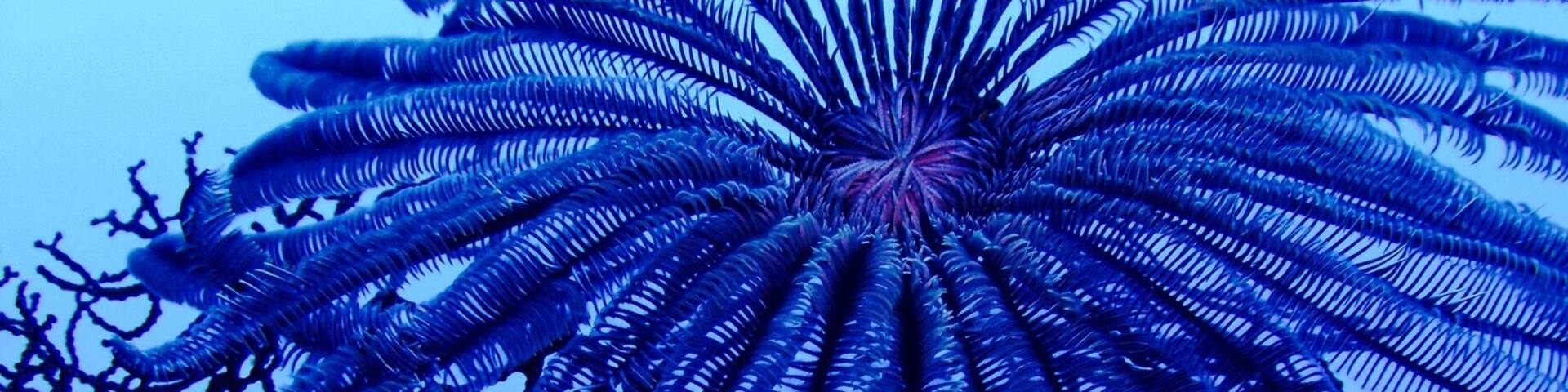 Feather Star on coral. Diving in Palau. #Blue