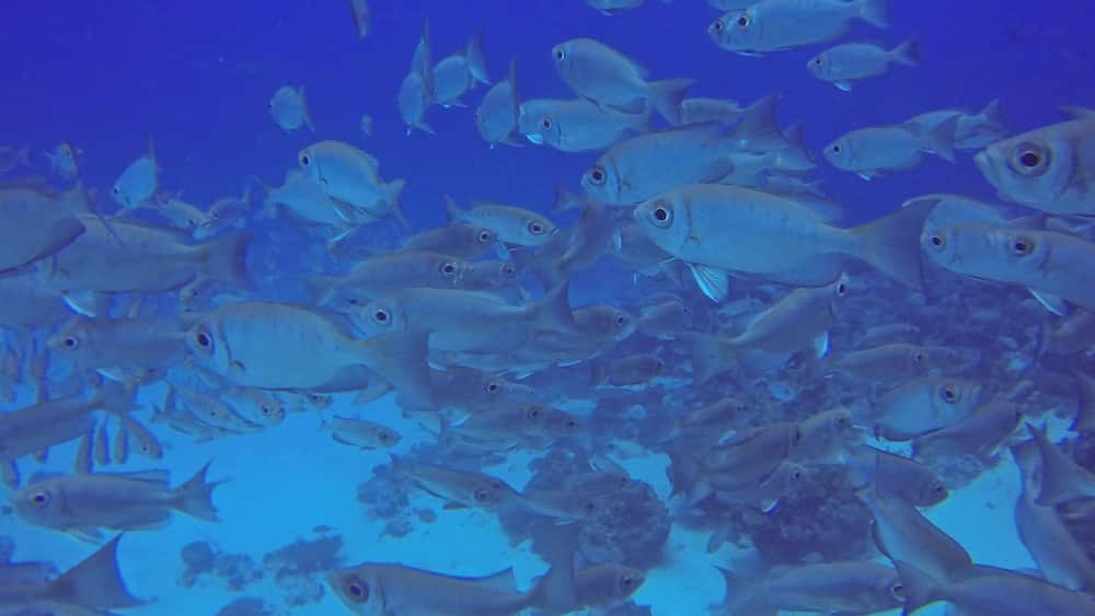 There are lots of happy fishies in Palau #Waterlust. Scuba dive with Sam's Tours #colorful