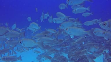 There are lots of happy fishies in Palau #Waterlust. Scuba dive with Sam's Tours #colorful