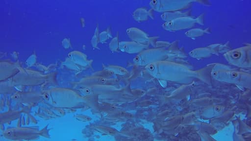 There are lots of happy fishies in Palau #Waterlust. Scuba dive with Sam's Tours #colorful