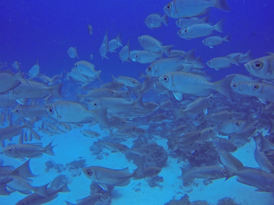 There are lots of happy fishies in Palau #Waterlust. Scuba dive with Sam's Tours #colorful