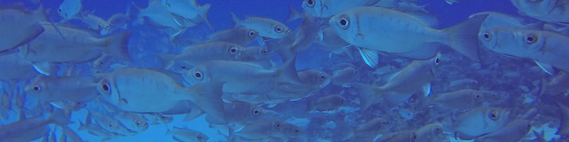 There are lots of happy fishies in Palau #Waterlust. Scuba dive with Sam's Tours #colorful