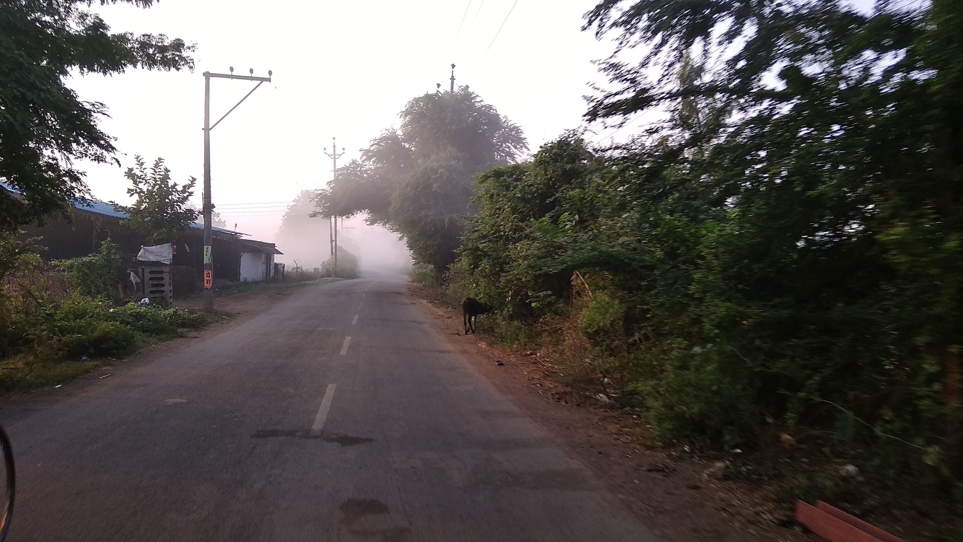 A foggy rural road with a cow on the side, surrounded by greenery and a small building.