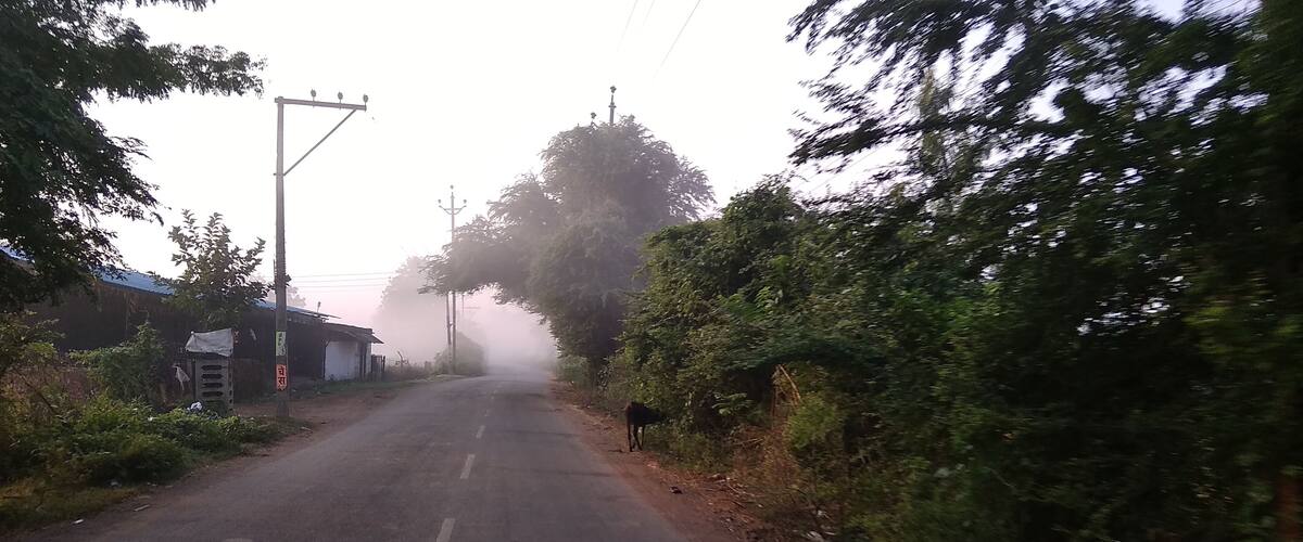 A foggy rural road with a cow on the side, surrounded by greenery and a small building.