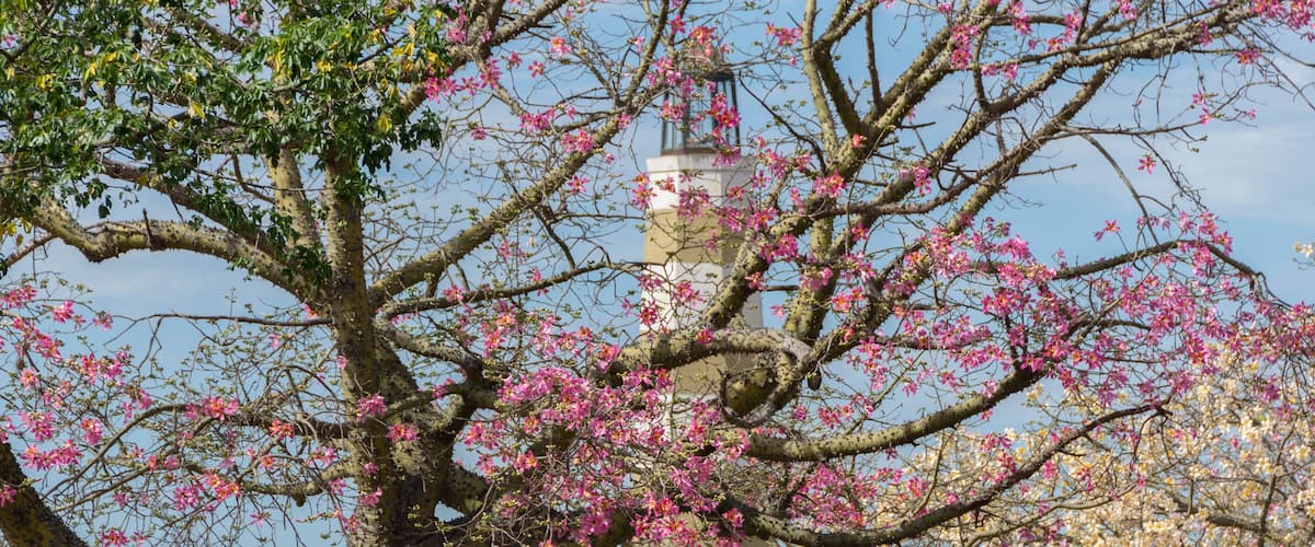 A tree with pink blossoms in front of a white monument.