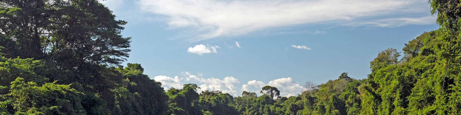 Tropical Trees and a Tropical Rainforest River