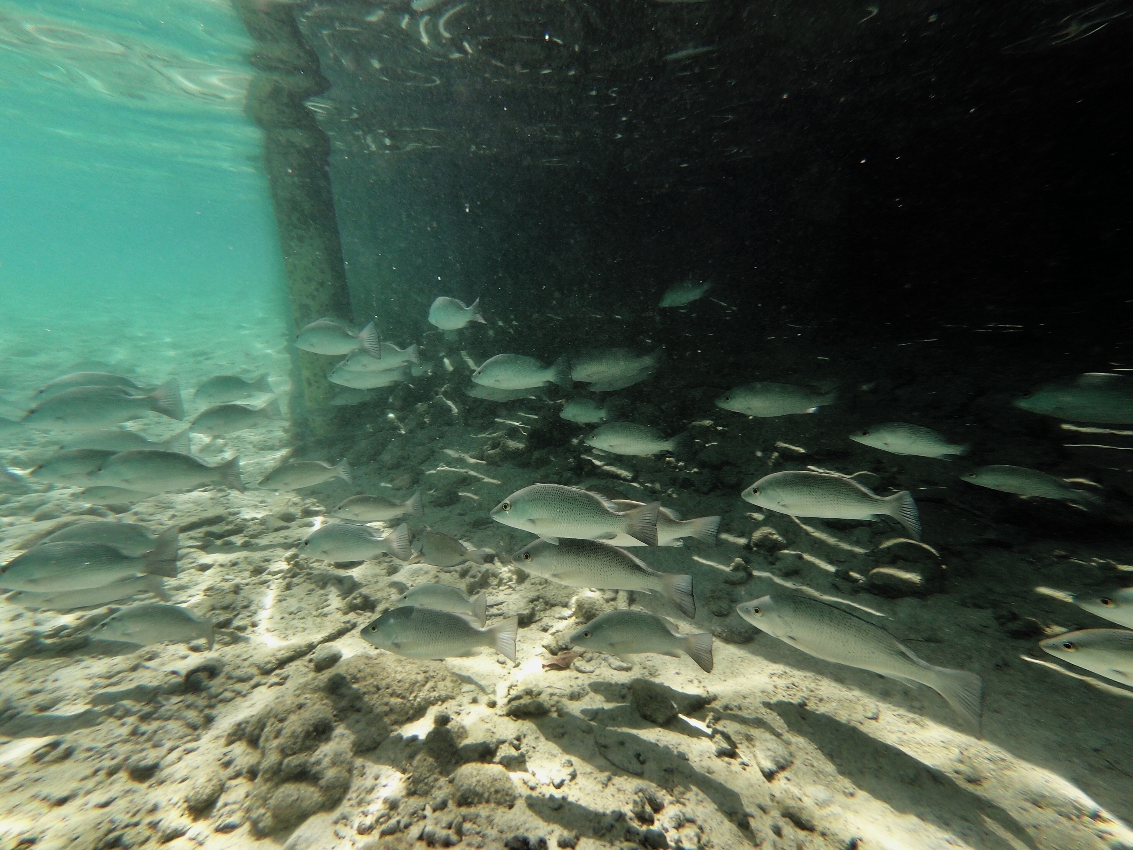 #Roatan #Honduras #LittleFrenchKey #beach #island

Numa parada de um cruzeiro na ilha de Roatan, em Honduras, resolvemos fazer uma excursão a Little French Key. Depois de uma breve travessia de lancha chegamos à Ilha que é um resort particular e é muito bem cuidada. Tem bares, cadeiras de praia, redes, guarda-sois e outras amenidades. Embora eu não seja muito a favor, tem até alguns animais em jaulas (leões pequenos e uma onça) e outros soltos (macacos). Pulamos de cordas na água, fizemos snorkel, praticamos Stand up Paddle e nos balançamos sobre as águas azuis e verdes do Caribe. O almoço, escolhido individualmente de um cardápio reduzido, foi-nos servido na praia.

At a cruise stop on the island of Roatan, Honduras, we decideh, chosen individually from a reduced menu, was served to us on the beach.d to take a trip to Little French Key. After a short boat ride we arrived at the island which is a private resort and is very well maintained. It has bars, beach chairs, hammocks, umbrellas and other amenities. Although I disagree, there is a little zoo with small lions and an ounce. Also some monkeys for pictures. We jumped from ropes into water, snorkelled, practiced Stand up Paddle and swayed over the blue and green waters of the Caribbean. The lunc