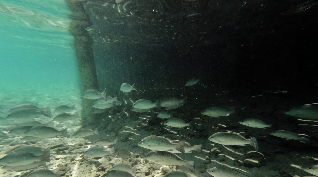 #Roatan #Honduras #LittleFrenchKey #beach #island
Numa parada de um cruzeiro na ilha de Roatan, em Honduras, resolvemos fazer uma excursão a Little French Key. Depois de uma breve travessia de lancha chegamos à Ilha que é um resort particular e é muito bem cuidada. Tem bares, cadeiras de praia, redes, guarda-sois e outras amenidades. Embora eu não seja muito a favor, tem até alguns animais em jaulas (leões pequenos e uma onça) e outros soltos (macacos). Pulamos de cordas na água, fizemos snorkel, praticamos Stand up Paddle e nos balançamos sobre as águas azuis e verdes do Caribe. O almoço, escolhido individualmente de um cardápio reduzido, foi-nos servido na praia.
At a cruise stop on the island of Roatan, Honduras, we decideh, chosen individually from a reduced menu, was served to us on the beach.d to take a trip to Little French Key. After a short boat ride we arrived at the island which is a private resort and is very well maintained. It has bars, beach chairs, hammocks, umbrellas and other amenities. Although I disagree, there is a little zoo with small lions and an ounce. Also some monkeys for pictures. We jumped from ropes into water, snorkelled, practiced Stand up Paddle and swayed over the blue and green waters of the Caribbean. The lunc