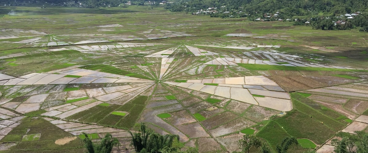 A terraced rice field with a mountain backdrop.