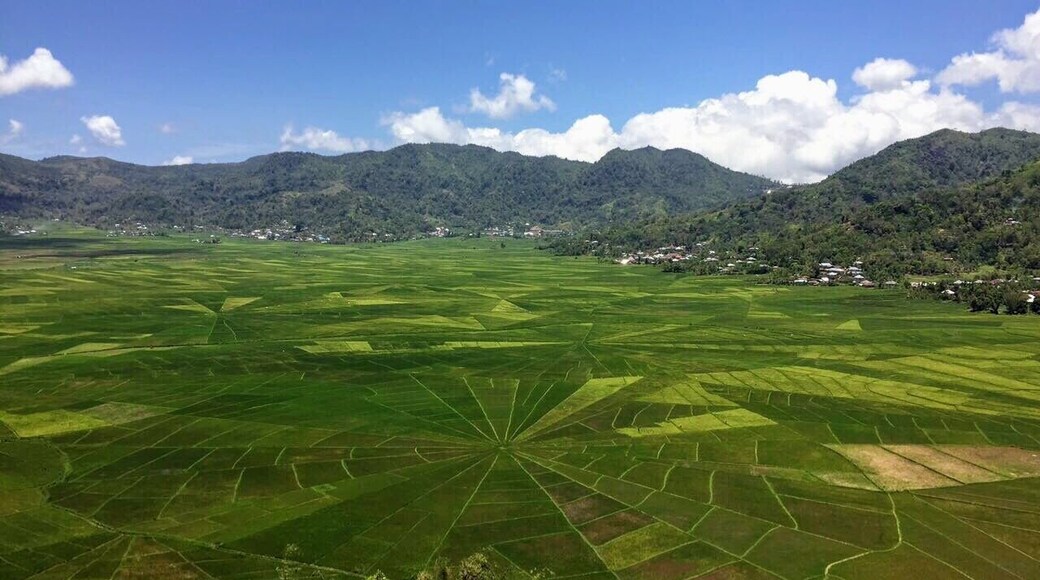 Spiderweb Rice Fields, Cancar, Ruteng, Flores, Indonesia.
Just outside of Ruteng in Flores (30 mins by motorbike) you’ll find these impressive spiderweb shaped rice fields (Lingko Cara). A short 5 minute hike up a hill and 20k pp and you’re rewarded with this amazing view. #packsandaplan