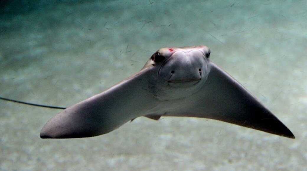 The perfect animal. Peacefull and gorgeus.... In love! ❤️
#animals #pretty