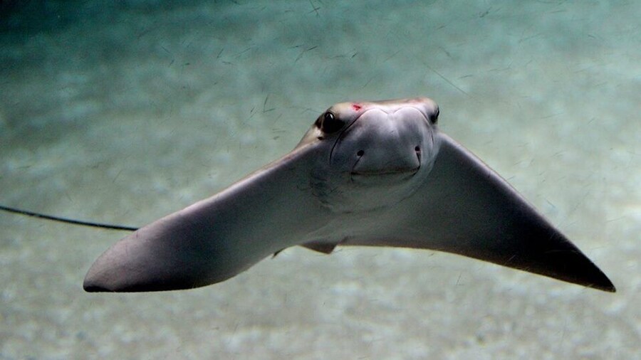 The perfect animal. Peacefull and gorgeus.... In love! ❤️
#animals #pretty