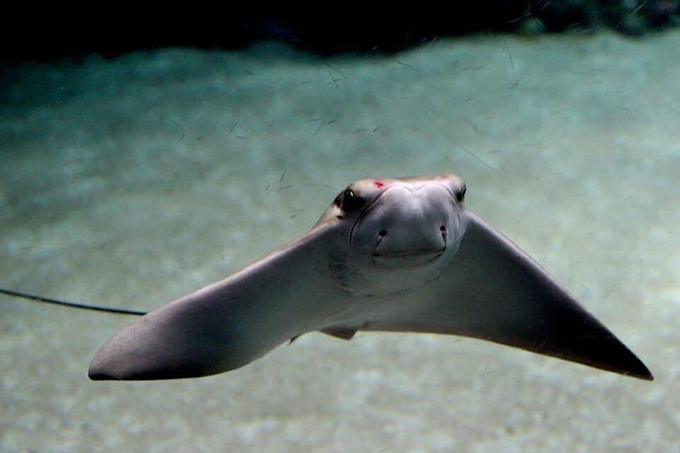 A stingray swimming underwater.