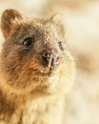 The adorable quokkas or Rottnest Island ❤️