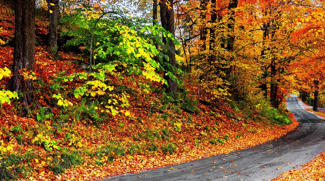 Autumn landscape with bright colorful orange and red trees and leaves along a winding country road. Banner format