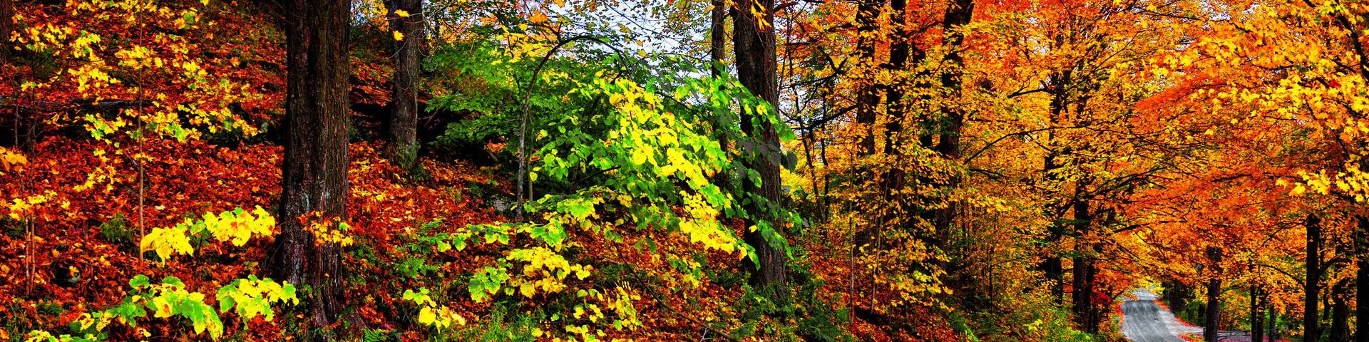 Autumn landscape with bright colorful orange and red trees and leaves along a winding country road. Banner format
