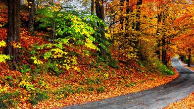 Autumn landscape with bright colorful orange and red trees and leaves along a winding country road. Banner format