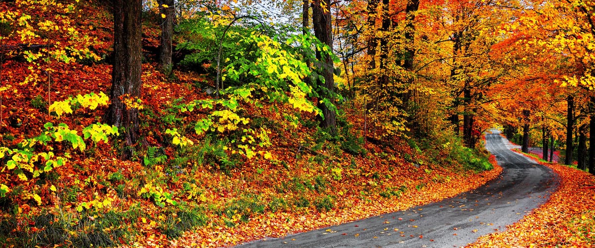 Autumn landscape with bright colorful orange and red trees and leaves along a winding country road. Banner format