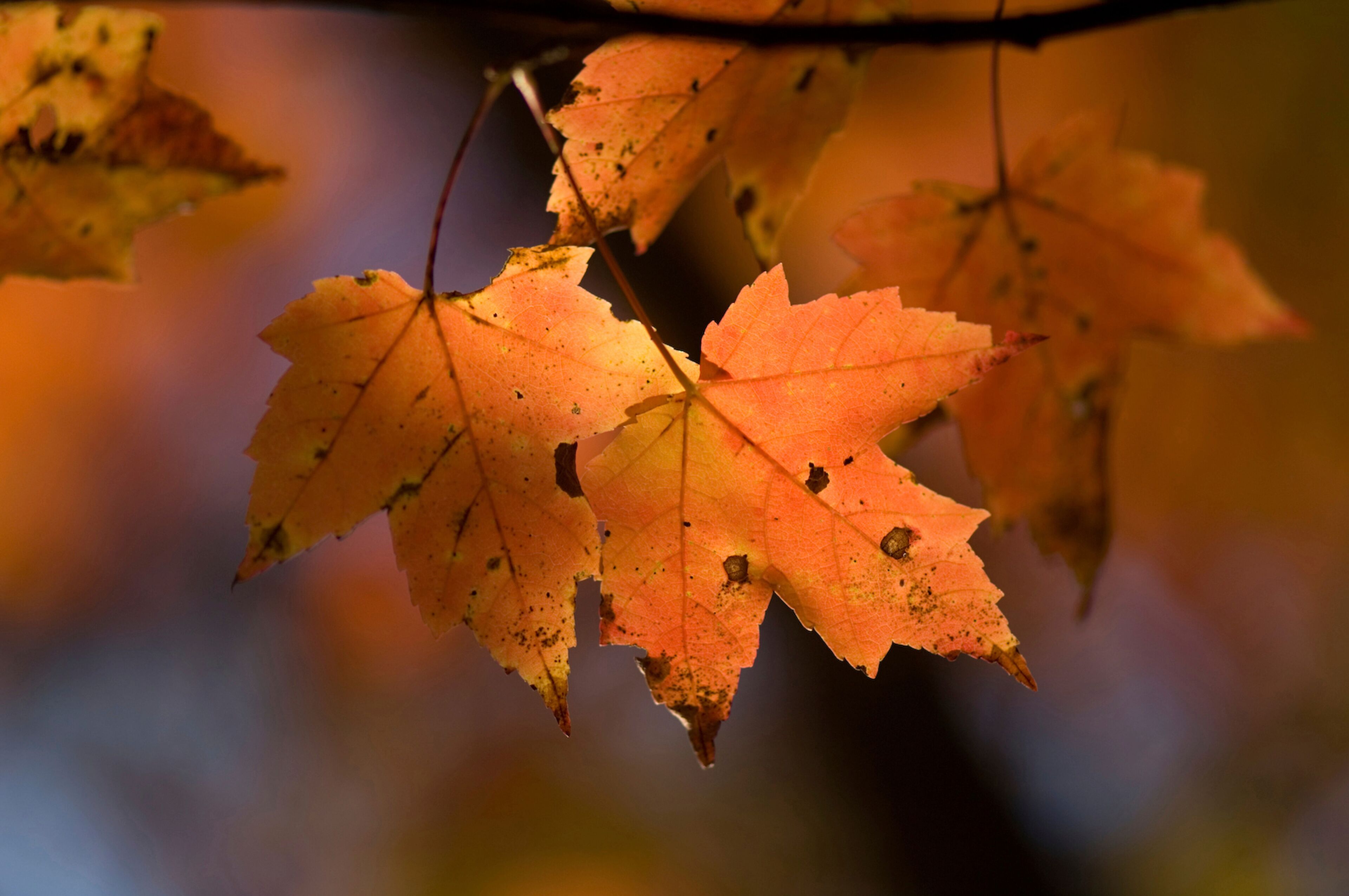 Weathered detail of an autumn coloured maple tree leaves; Middlebury, Vermont, United States of America