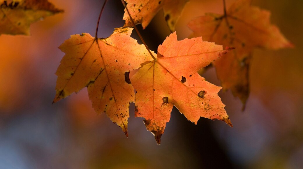 Weathered detail of an autumn coloured maple tree leaves; Middlebury, Vermont, United States of America
