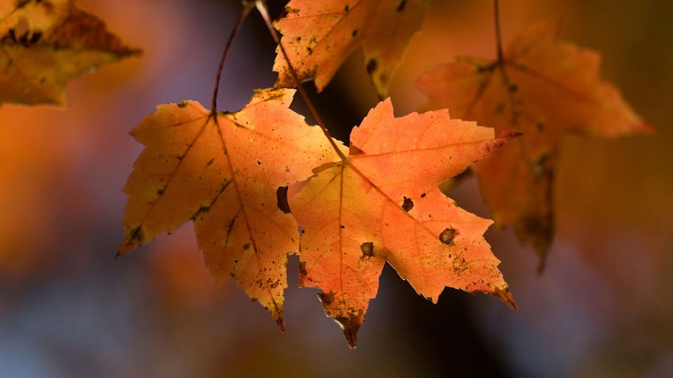 Autumn leaves with a blurred background.