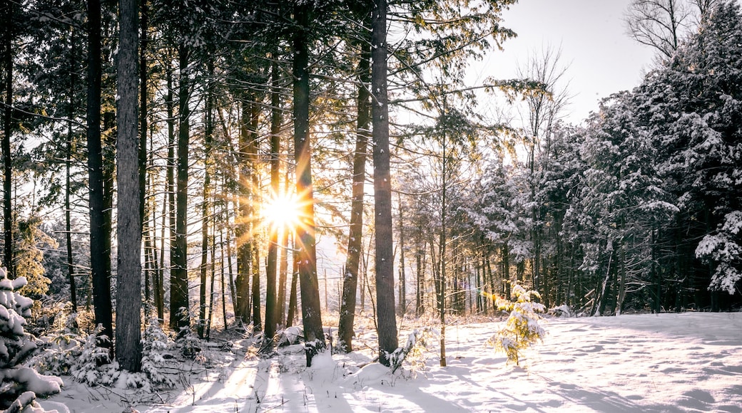 Sun rays coming through trees in snowy forest