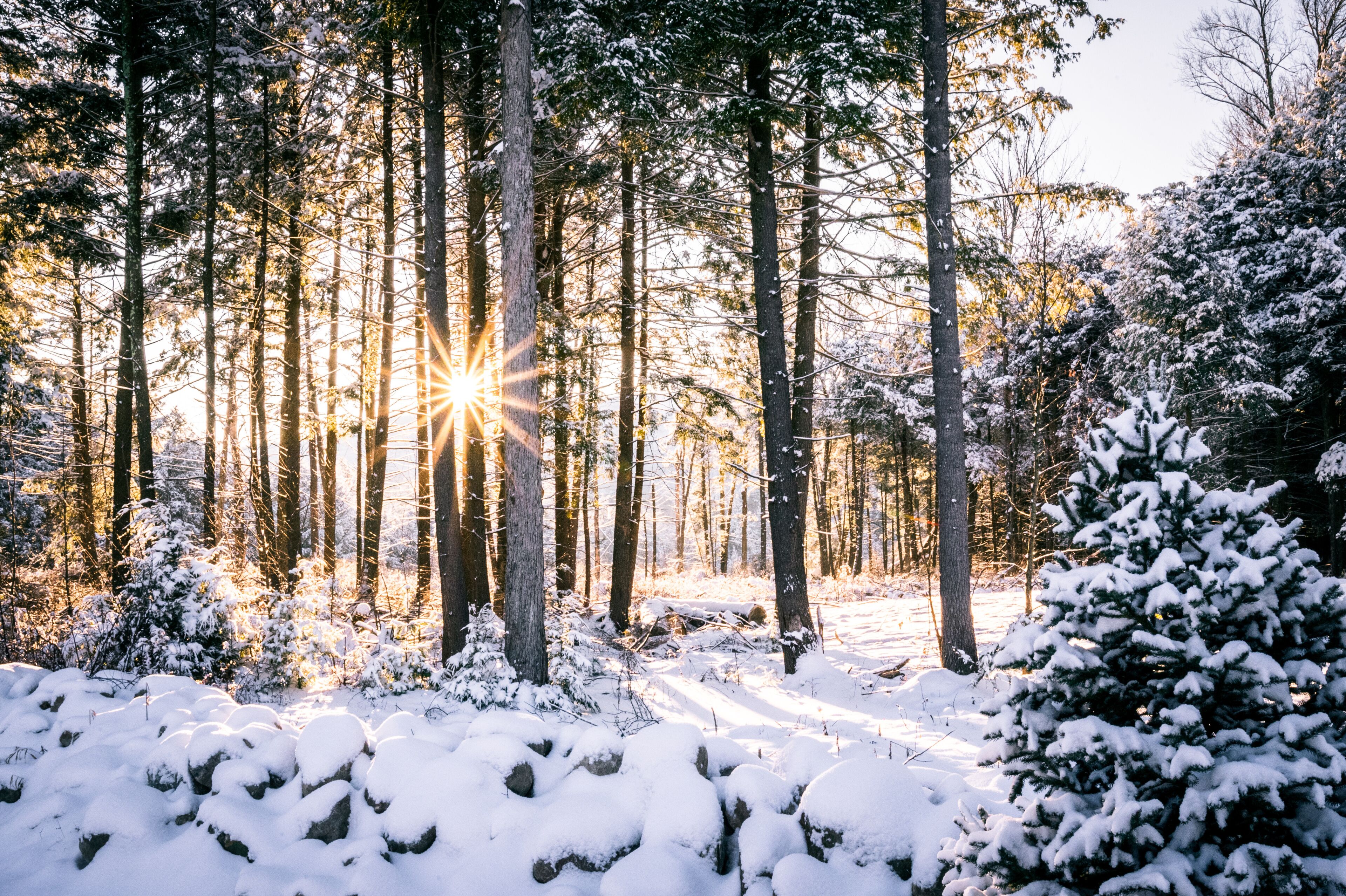 Sun rays coming through trees in snowy forest
