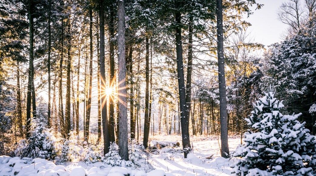 Sun rays coming through trees in snowy forest