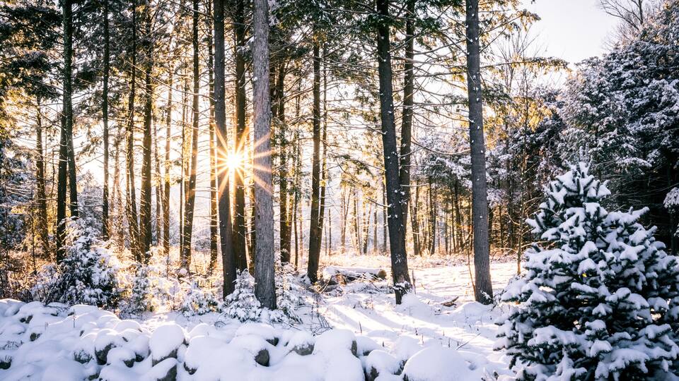 Sun rays coming through trees in snowy forest